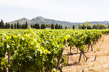 Image showing Provence vineyard
