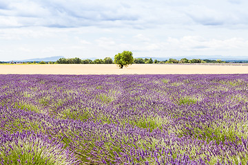 Image showing Lavander field