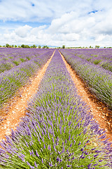 Image showing Lavander field