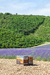 Image showing Beehive close to lavander field