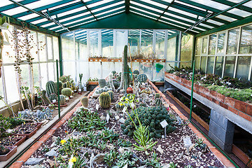 Image showing Cactus greenhouse