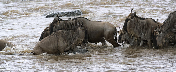 Image showing Great Wildebeest Migration