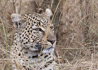 Image showing African leopard