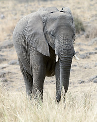 Image showing  African Bush Elephant