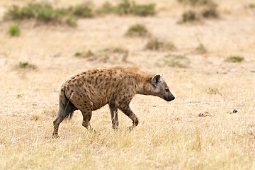 Image showing hyena