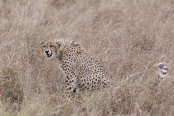 Image showing cheetah in tall grass