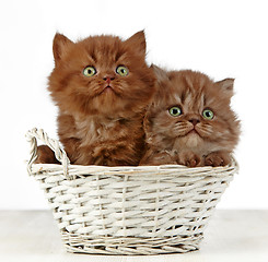 Image showing british long hair kittens