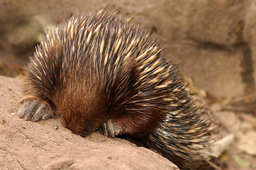 Image showing shy animal