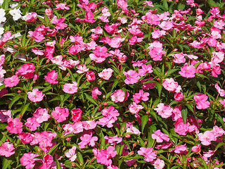 Image showing Impatiens New Guinea flower