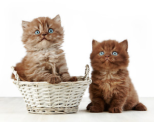 Image showing british long hair kitten