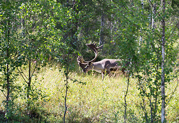 Image showing Deer in the forest