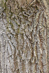 Image showing Bark of Pine Tree