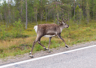 Image showing Deer runs on road