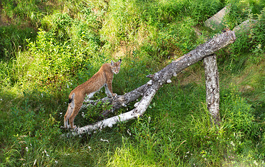 Image showing Lynx in the grass