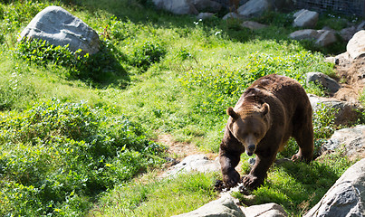 Image showing Brown bear is posing on the rock.