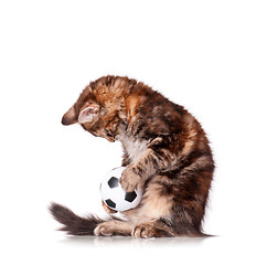 Image showing Kitten with ball