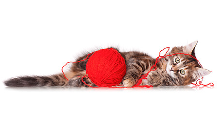 Image showing Kitten with red clew of thread 