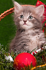 Image showing Beautiful kitten