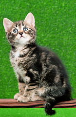 Image showing Cute kitten