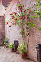 Image showing Rose bushes trained up a stone wall