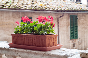 Image showing Red geranium flowers in pot