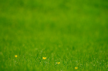 Image showing Green Grass