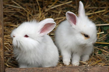 Image showing baby rabbit