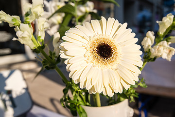 Image showing Bright daisy flower - gerbera