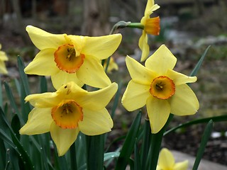 Image showing Daffodils