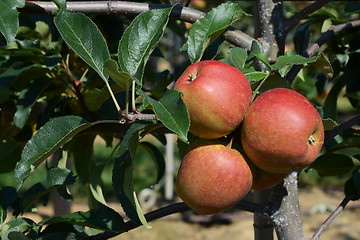 Image showing Three red apples ripen on the tree