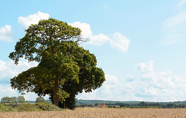 Image showing Oak trees border a wheat field in Kent