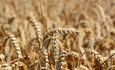 Image showing Single ear of ripening wheat against the crop