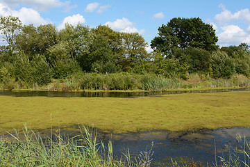 Image showing Thick green weed and algae covering a pond