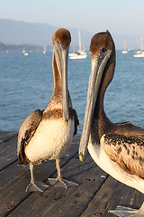 Image showing California Pelicans