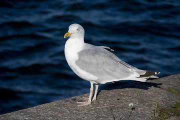 Image showing Seagull