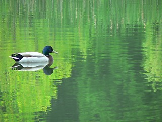 Image showing Mallard Reflection