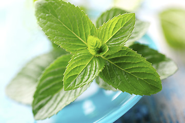 Image showing fresh mint