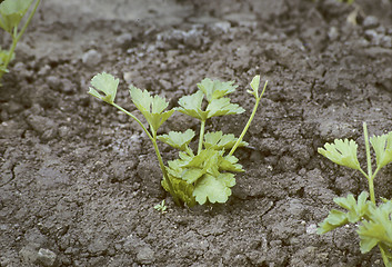 Image showing Young Celery Plant