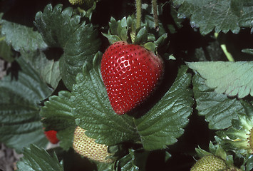 Image showing Single Strawberry on Plant