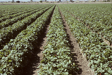 Image showing Rows of strawberry plants in a field