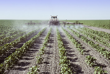 Image showing Spraying young cotton plants in a field