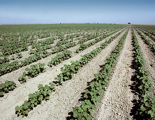 Image showing Rows of young cotton plants growing in a field