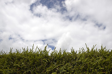 Image showing Hedge and sky