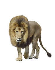 Image showing Walking Lion