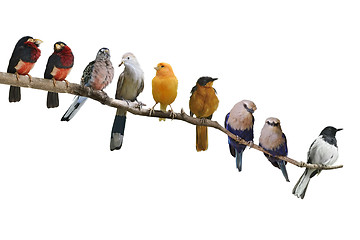 Image showing Birds Perching