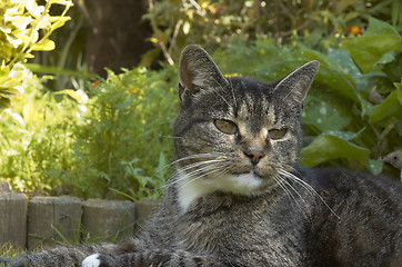 Image showing Old cat