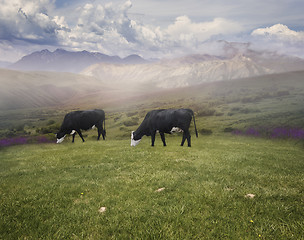 Image showing Grazing Cows 