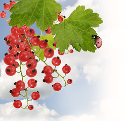 Image showing Red Currant With Leaves