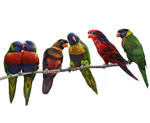 Image showing Colorful Parrots