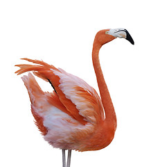 Image showing Flamingo Bird 